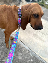 Dolphins and Frangipani Flowers Dog Collar on Purple