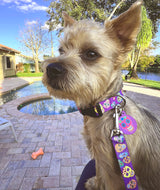 Dead Sugar Skulls Purple Personalized Dog Collar