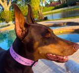 Autograph Personalized Dog Collar