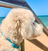 Whale Shark Personalized Dog Collar