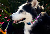 Puppy Pulitzer Alligator Pink Stripes Personalized Dog Collar