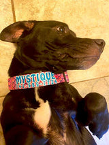 Black dog laying down on it's back wearing a personalized Dog collar with the artwork of pink mermaid scales