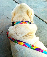 Atlantis Multicolored Dog Collar