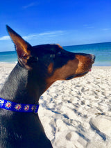 Big dog wearing A bright blue dog collar with the seal of the Conch Republic Flag and personalized with the pet's name and phone number.