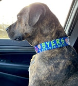 A brindle dog riding in a car passenger  seat with a blue collar with  day of the dead sugar skulls and personalized with his name and phone number.
