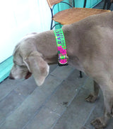 A Weimaraner named Raney is wearing a personalized collar with her name and phone number in the artwork of a lime background with bright pink Plumeria Flowers.