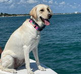 Mahi, Marlin and Sailfish Personalized Dog Collar Pink