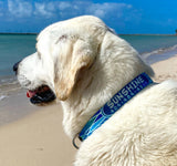 Yellow dog on the beach wearing a Dog collar with flowing white lines with blues, turquoise, aqua and teals that depict ocean waves