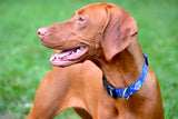 brown dog in a field of grass wearing a Bright Blue dog collar with tropical Hawaiian Hibiscus Flowers and a Tribal design that has custom personalization with the pet's name and phone number in the unique artwork