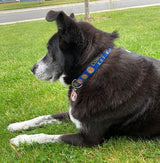 Black dog laying on a grass lawn with A bright blue dog collar with the seal of the Conch Republic Flag and personalized with the pet's name and phone number.