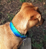 Plexus Pattern Dog Collar