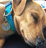 Plexus Personalized Dog Collar