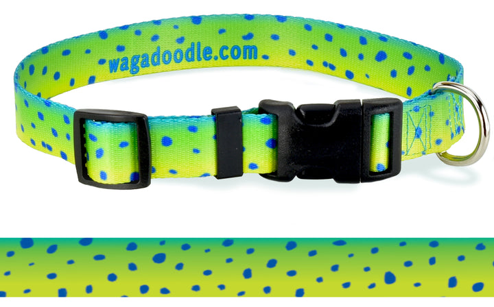 Green and yellow florescent shin of the mahi dolphin fish skin on a dog collar