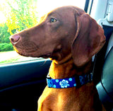 brown dog in a car wearing a Bright Blue dog collar with tropical Hawaiian Hibiscus Flowers and a Tribal design that has custom personalization with the pet's name and phone number in the unique artwork