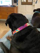 Big Black dog with a white chest sitting in a house with a pink dog collar on that has dolphins, palm trees and Frangipani on it, personalized with the dog's name and phone number on it.