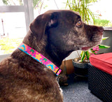 Big Brown dog with a white chest sitting in a house with a pink dog collar on that has dolphins, palm trees and Frangipani on it.