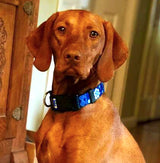 brown dog wearing a Bright Blue dog collar with tropical Hawaiian Hibiscus Flowers and a Tribal design that has custom personalization with the pet's name and phone number in the unique artwork