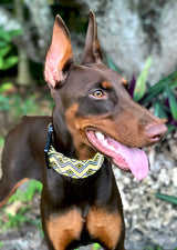 Abaco Gold Dog Collar
