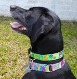 Rosie a black lab wearing her PersonalizedDog Collar with Lime green Background with Roosters, Chickens and baby chicks next to mile zero signpost in Key West Florida USA
