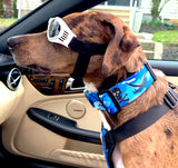 Wagadoodle dog in a convertible in Key West wearing goggles and a blue camo skull and crossbones pirate dog collar. 
