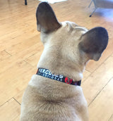 buff colored french bulldog wearing pirate skulls and crossbone  dog collar that is personalized with his name and phone number