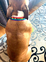 Brown and white dog wearing a rainbow pride dog collar that has paw prints oon it