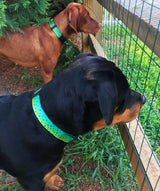 two dogs standing at a fence wearing Mahi skin dog collars 