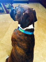 Brown dog wearing a Wagadoodle Dog Collar mahi , marlin and sailfish dog collar that is personalized with his name and phone number