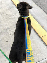 Black dog on Duval Street in Key West wearing a personalized Marlin Skin Dog Collar and matching leash with it's name  and phone number