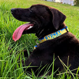 Black dog wearing a personalized Marlin Skin Dog Collar and matching pet ID Tag  with it's name and phone number