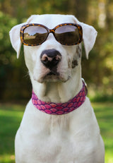 White Dog wearing sunglasses and a Dog collar with the artwork of pink mermaid scales