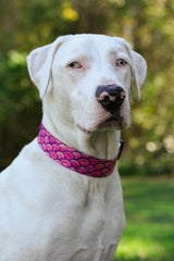 Big white dog with blue eyes wearing Dog collar with the artwork of pink mermaid scales
