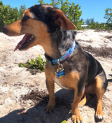 Seashore Blue Dog Collar