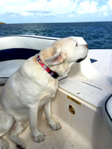 yellow labrador retriever on a boat in the ocean weraing a red collar with bonefish, permit fish and tarpon design by Key West artist Deb Pansier