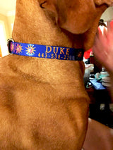 A bright blue dog collar with the seal of the Conch Republic Flag and personalized with the pet's name and phone number.