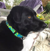Spyro Gyra on Chartreuse Dog Collar