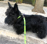 Marlowe a black Schnauzer dog wearing his personalized  PersonalizedDog Collar with Lime green Background with Roosters, Chickens and baby chicks next to mile zero signpost in Key West Florida USA