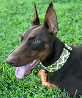 Abaco Gold Personalized Dog Collar