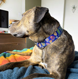 A brindle dog laying on the bed in front of a TV with a blue collar with  day of the dead sugar skulls and personalized with his name and phone number.