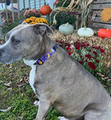 Halloween Funny & Not to Scary Purple Dog Collar