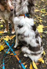 Plumeria with Border Dog Collar Burgundy & Blue