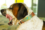 Big brown and white dog wearing a dog collar with the fish skin pattern of a Tropical reef triggerfish