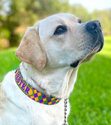 Marti Gras Carnival Personalized Dog Collar