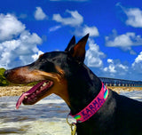 doberman pincher dog named Karma standing in the ocean with a pink personalized dog collar with her name and phone number and Marlin, mahi and sailfish artwork on the collar