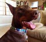 Big doberman dog wearing tattoo inspired dog collar that is personalized with his name and phone number