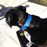 Kinvarna Personalized Dog Collar