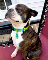 boston terrier wearing a dog collar with the bright green pattern of a Mahi Fish Skin personalized with the dog's name and phone numbe