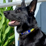 Black german shepard dog with a marlin fish skin dog collar that is personalsized with it's name and phone number.