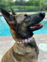 Puppy Pulitzer Alligator Pink Stripes Dog Collar