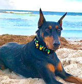 Black 1.5" extra wide dog collar with pineapples  being worn by a Dobermann laying on a beach in front of the breaking surf at the Ocean.